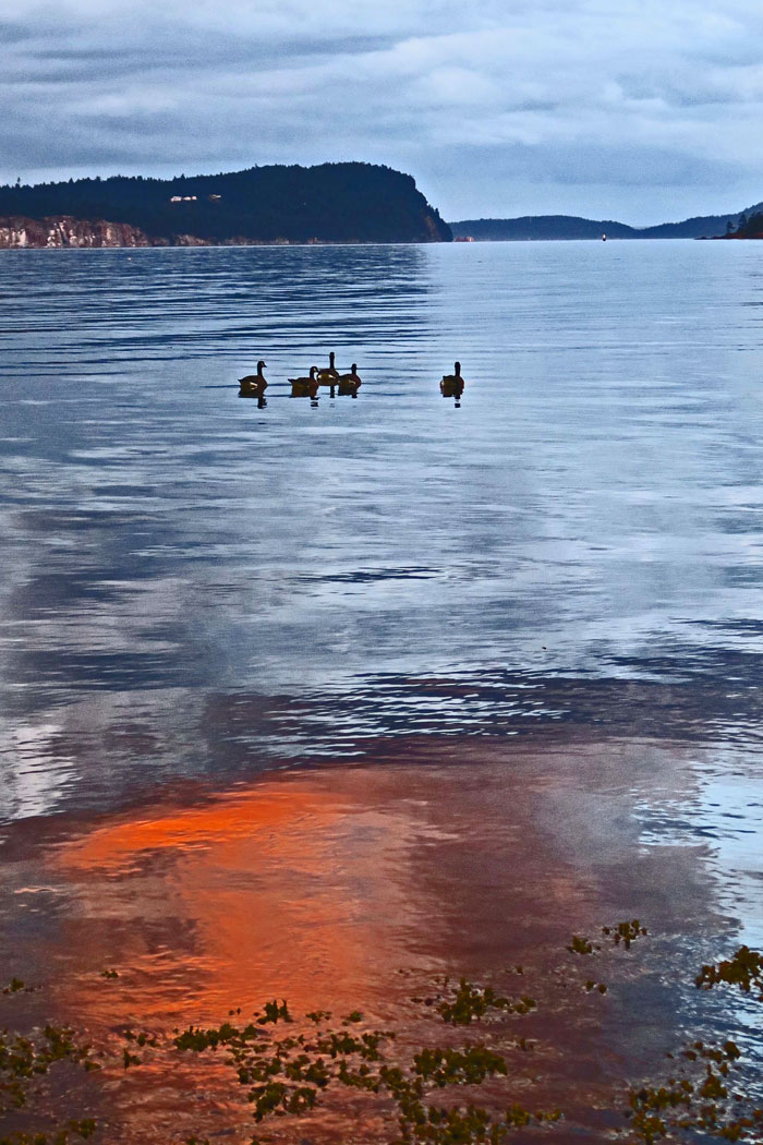 Geese-at-Sunset-(1)eV-web