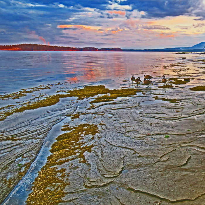 Geese-at-Sunset-(2)-web