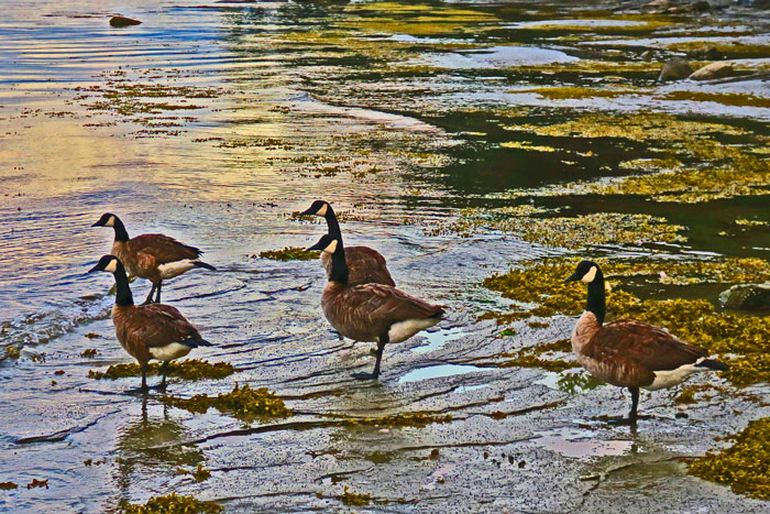 Geese-at-Sunset(3)e-web