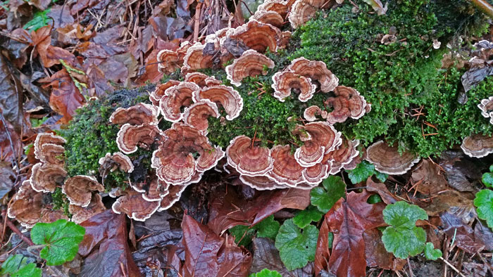 20151213_140130a-(13x19)-web