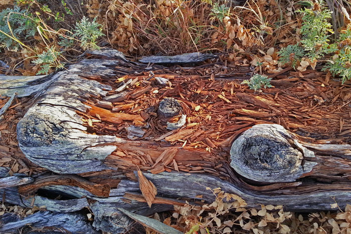 Driftwood-Texture-#1-web