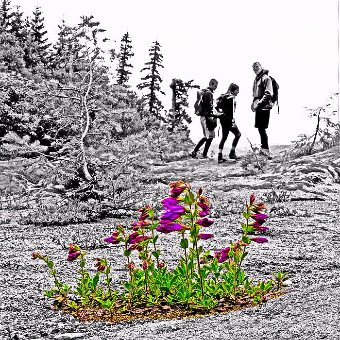 bloomin-hikers-web-1