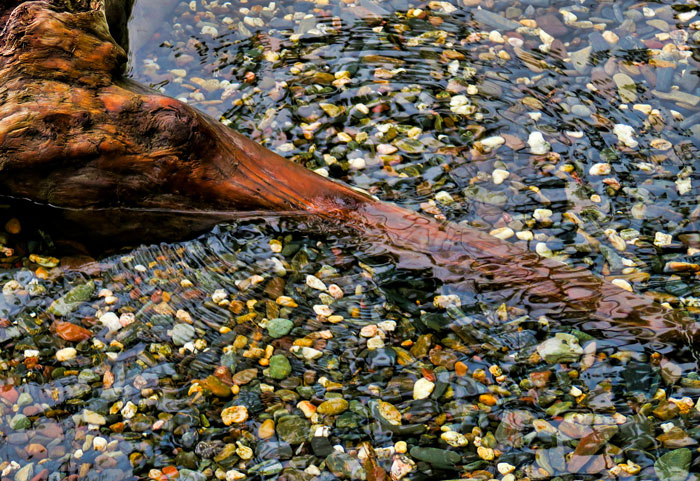 pebblebeachlog-ripple-web