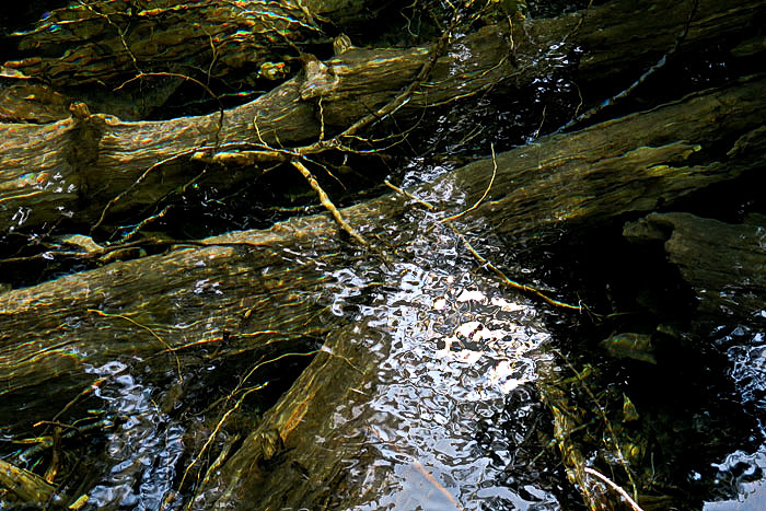 log-jam-lindemanlk-web