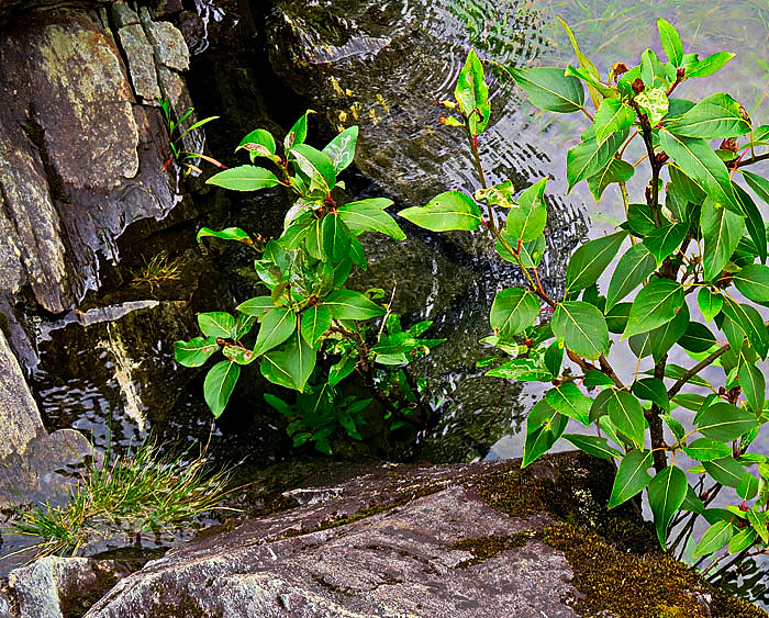 Shrub,Rock,Lake-Crop-web-2.jpg