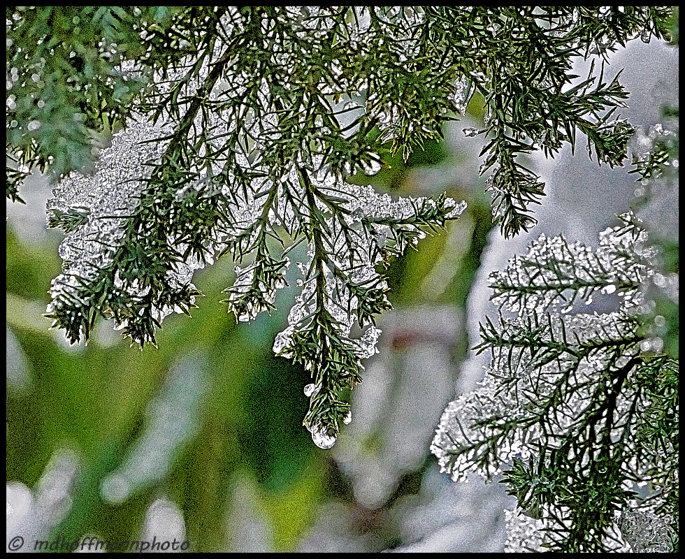 Crytsal Twigs Close -web-wmk.jpg