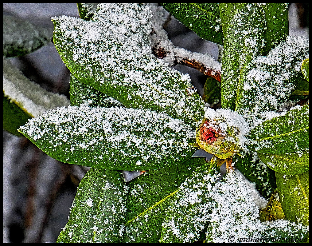 Frosty Bud-web-wmk-1.jpg