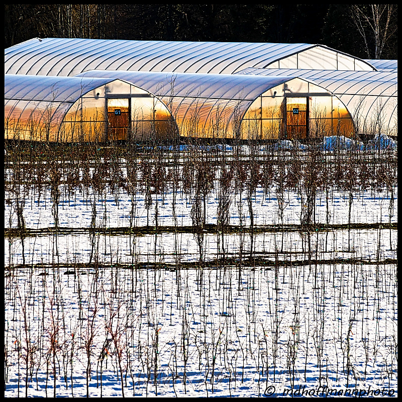 greenhouses-glowing-web