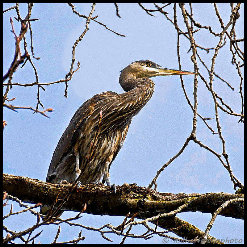 heron-tree-vedder-web