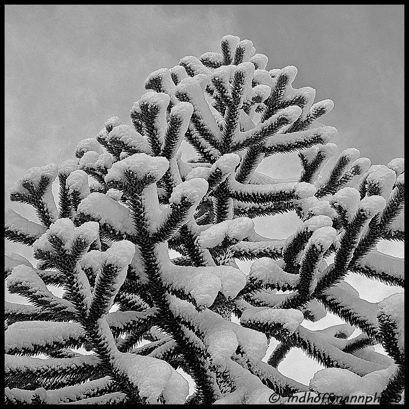 monkey-tree-snow-1-web-1