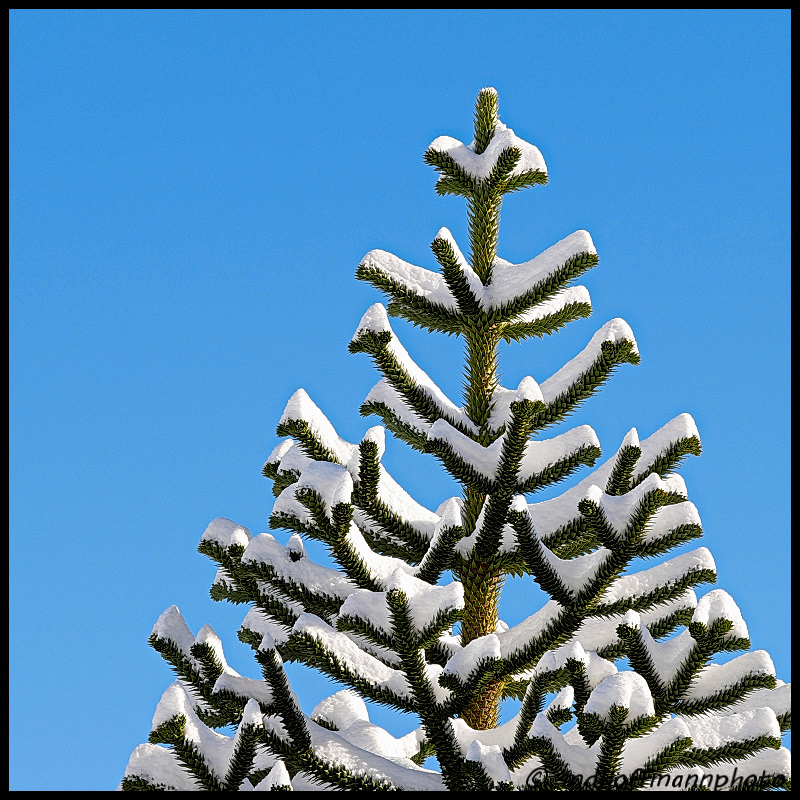 monkey-tree-snow-2-web-1