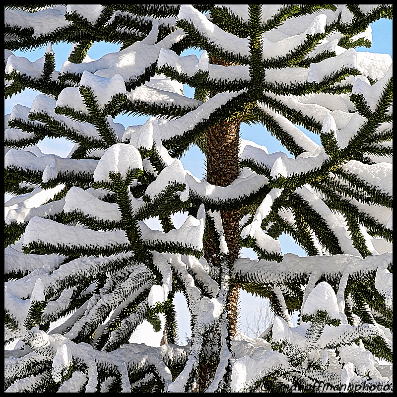 monkey-tree-snow-3-web