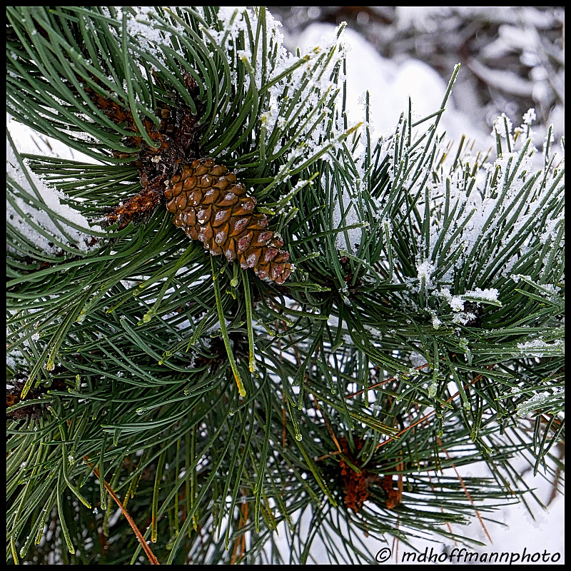 pinecone-frosty-web