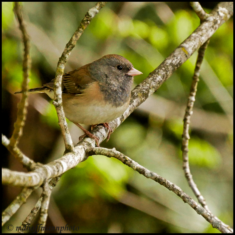 Junco-1
