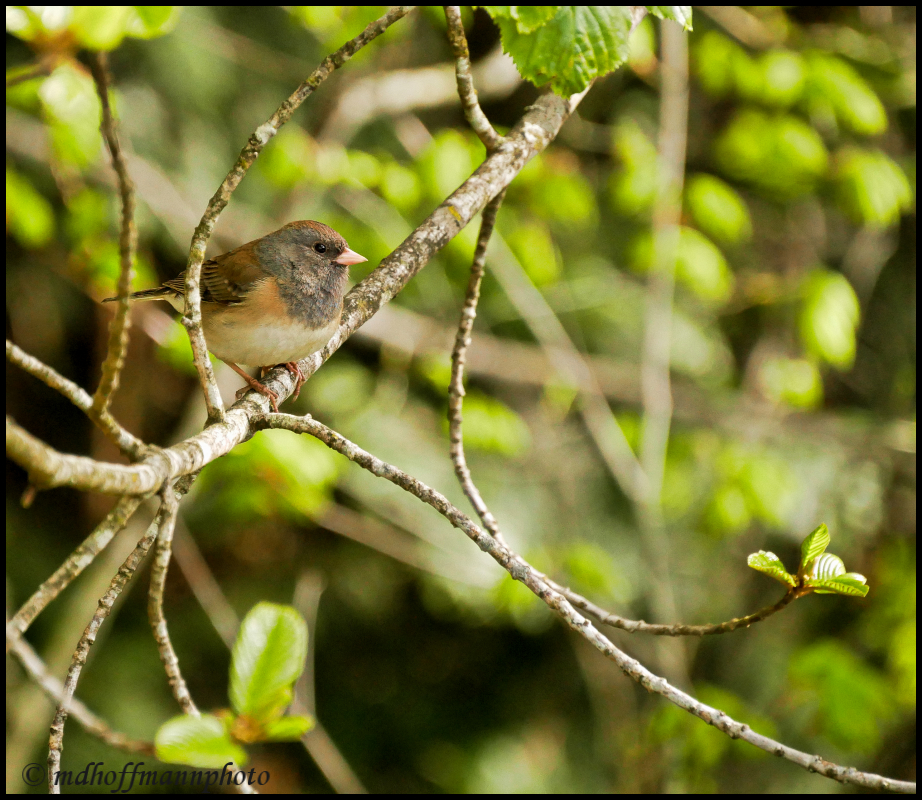 Junco-2