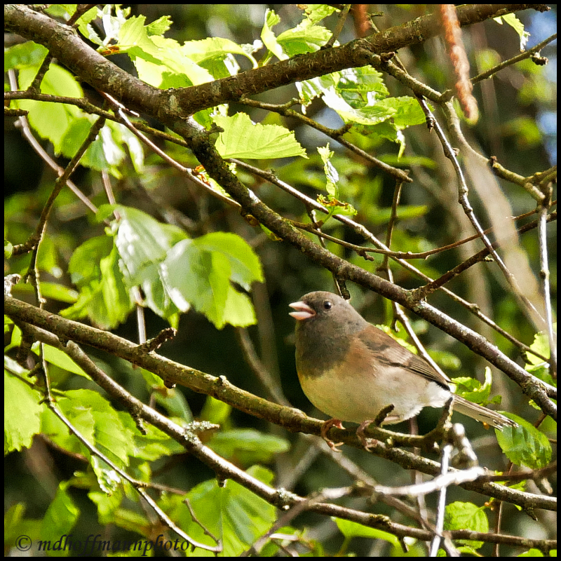 Junco-3