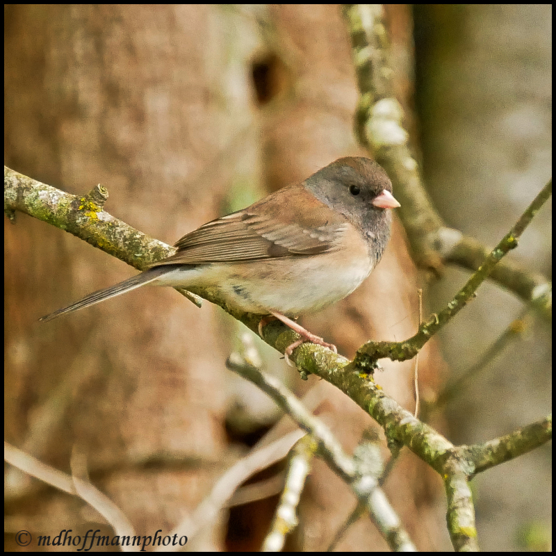 Junco-4