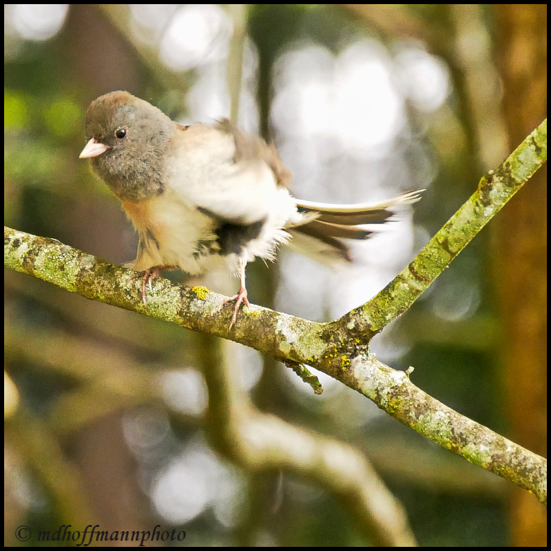 Junco-5