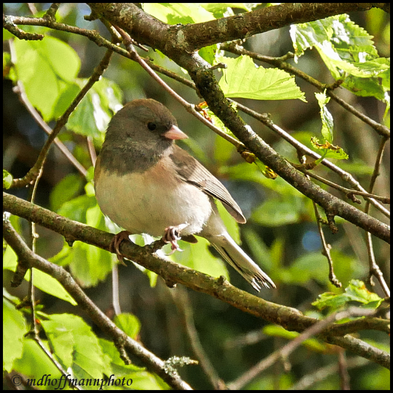Junco-6