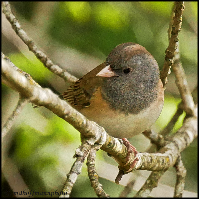 Junco-8