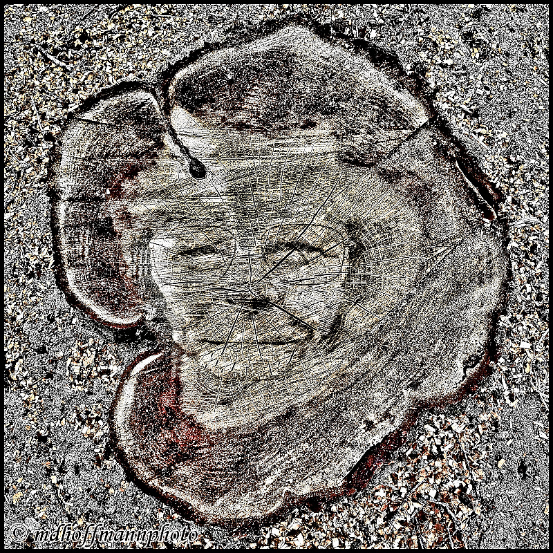 20170802_093639-ME-Stump-WEB