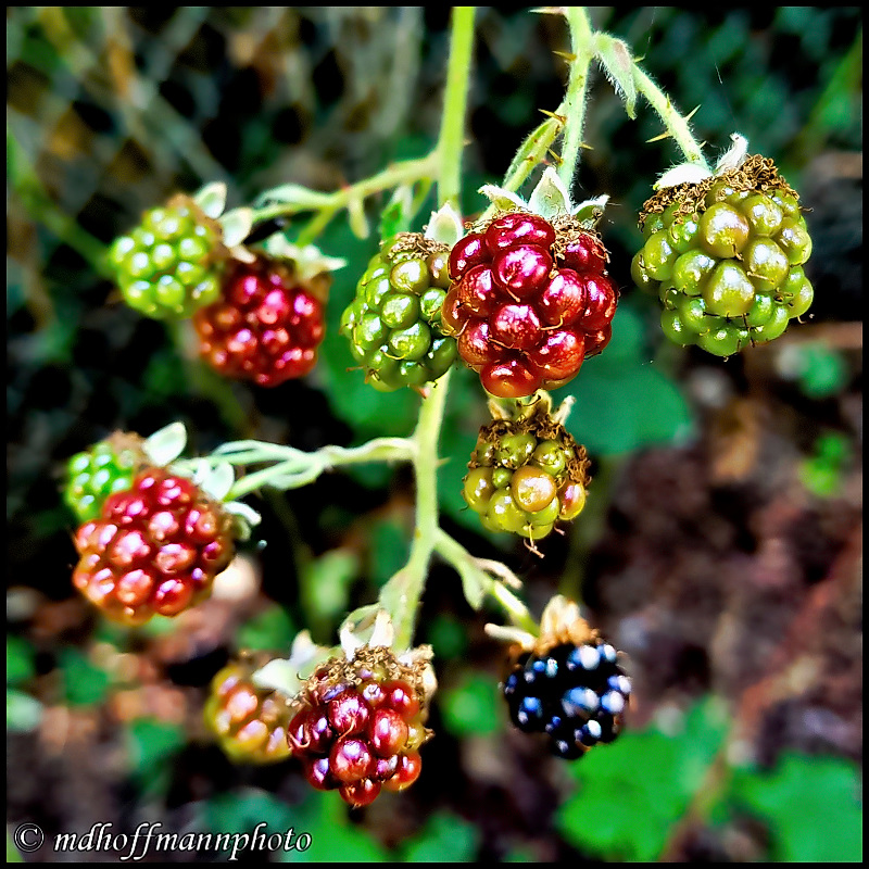 20170816_155434-webb-1