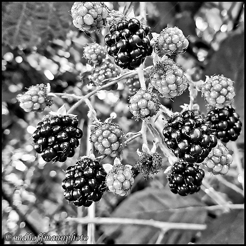 20170816_155949-webb-1