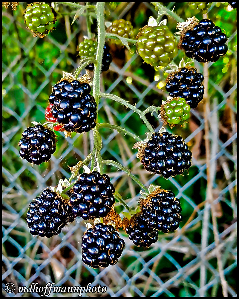 20170816_160035-webb-1-1