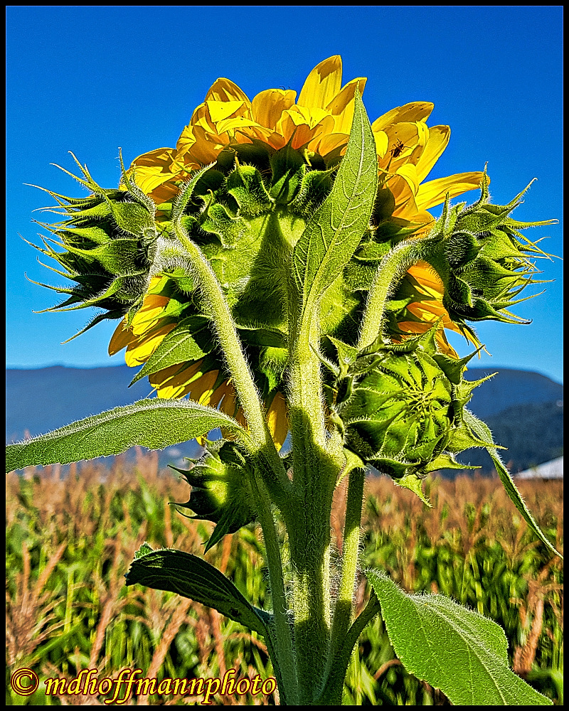 20170827_174343-best-1